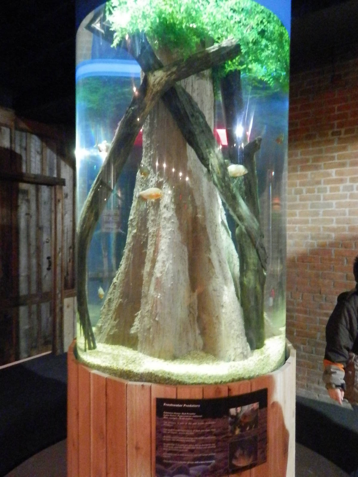 Cichlid tank (1 of them)