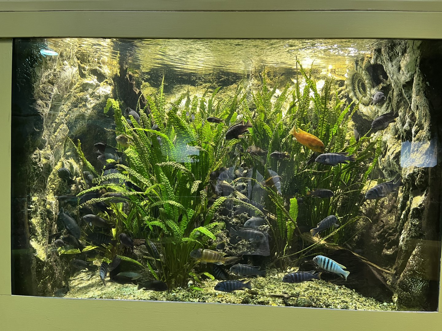 Cichlid tank 13.7.25