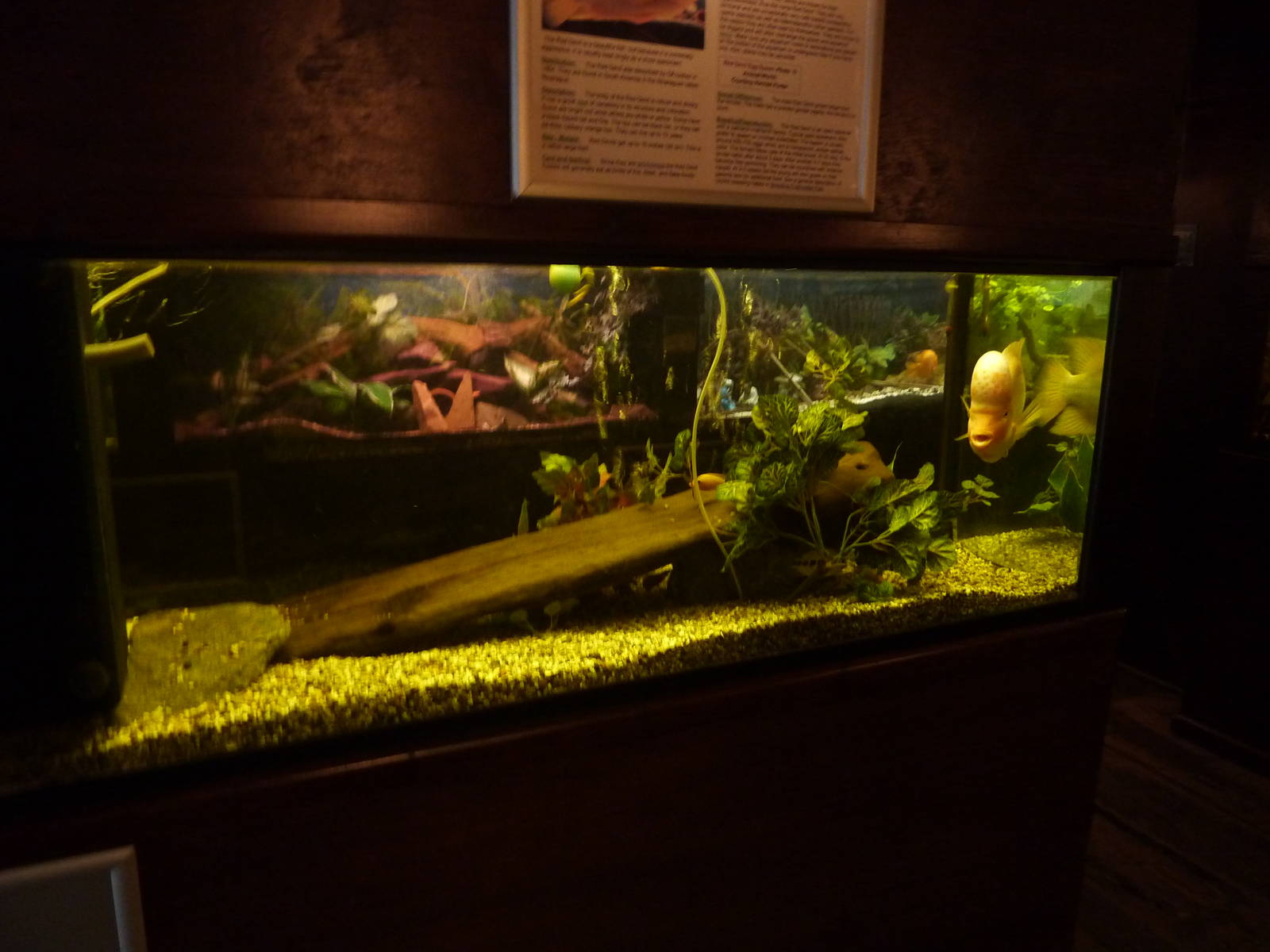 Cichlid tank - 24th August 2012