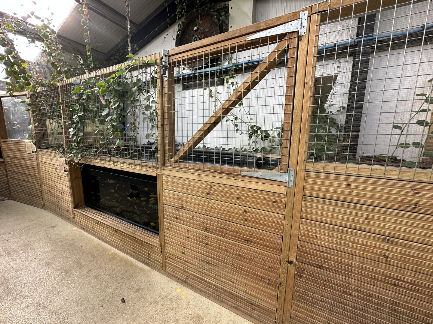 Cichlid Tank at Johnsons of Old Hurst (October 2023)