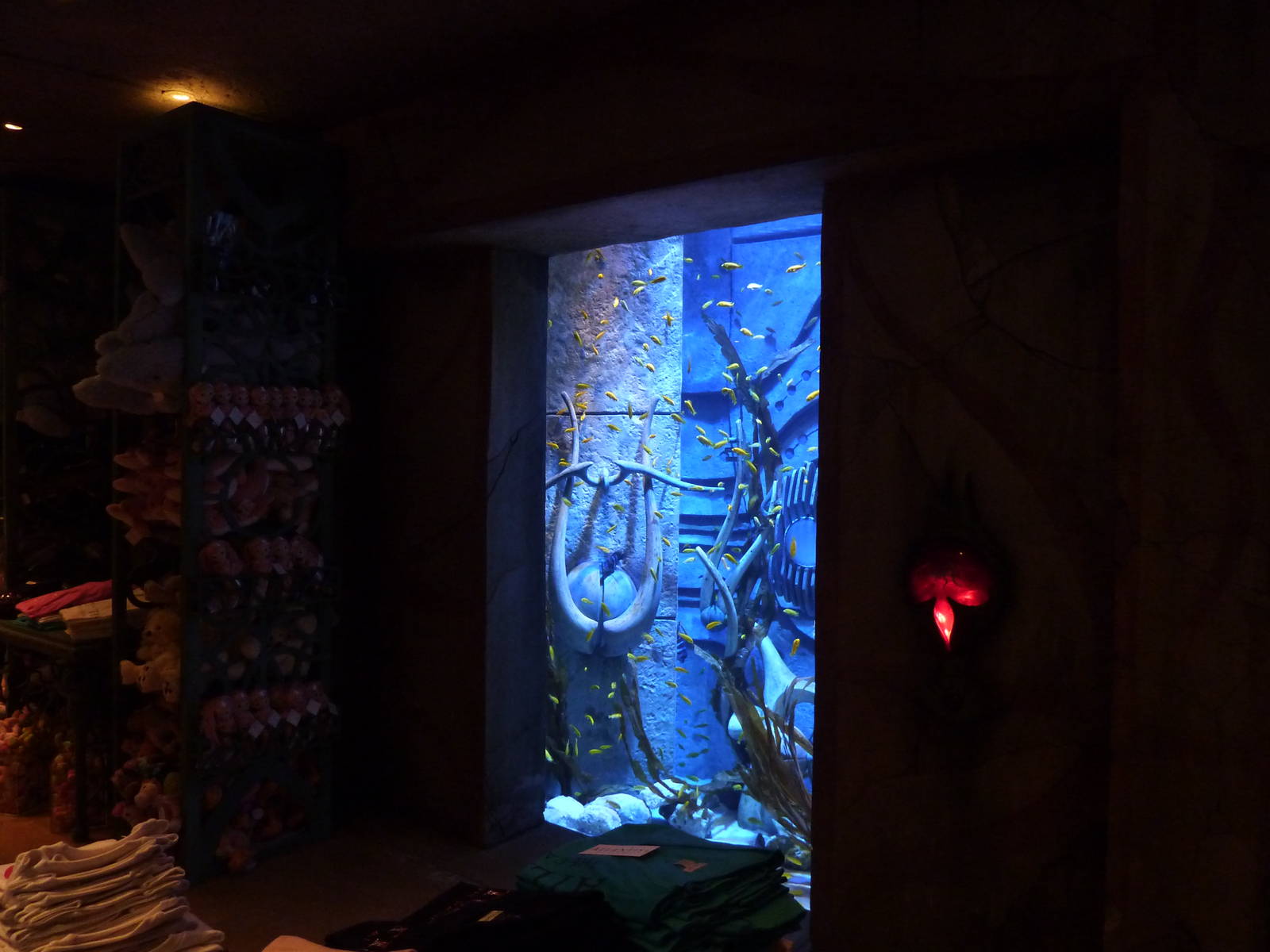 Cichlid tank in souvenir shop