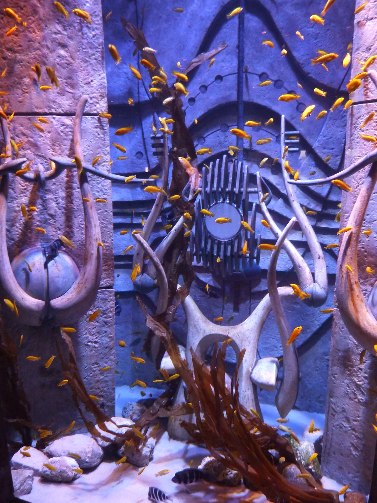 Cichlid tank in souvenir shop