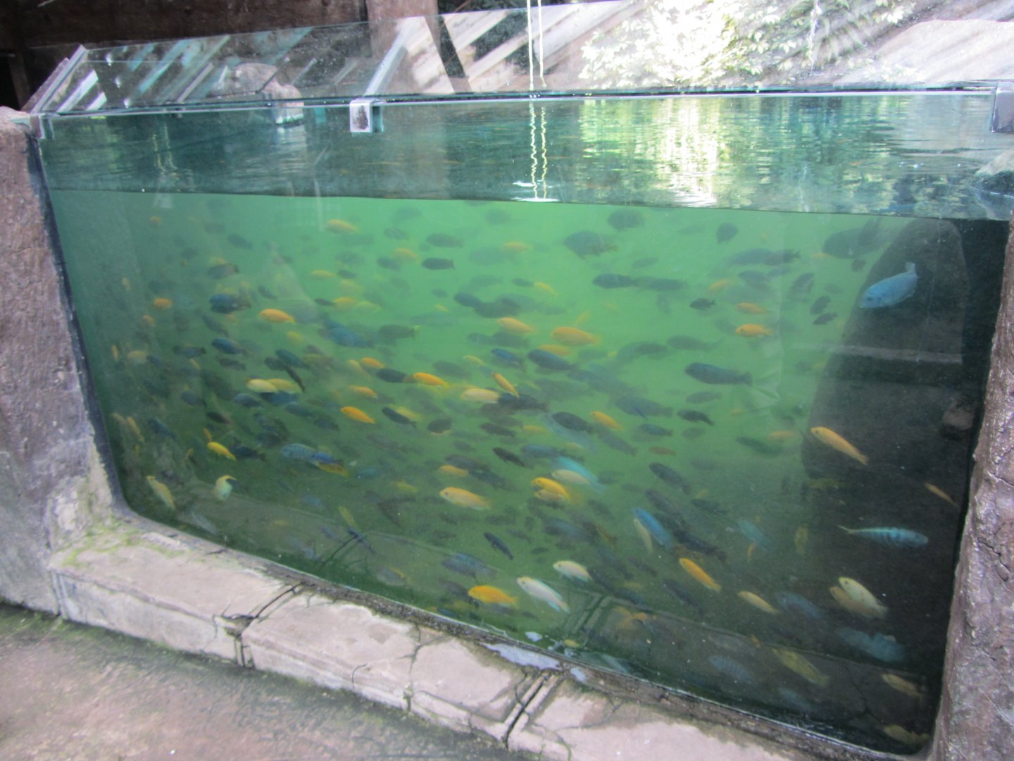 Cichlid Tank in Valley of Ancients Aviary