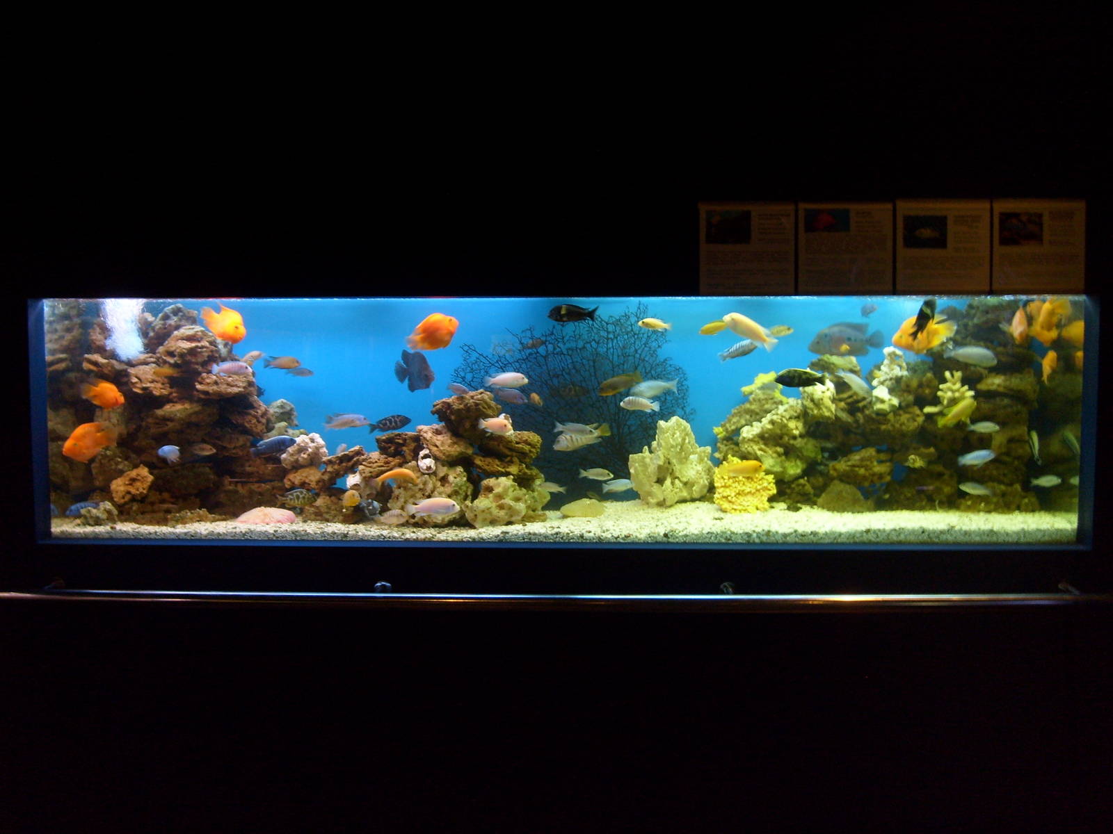 Cichlid tank (phased out)