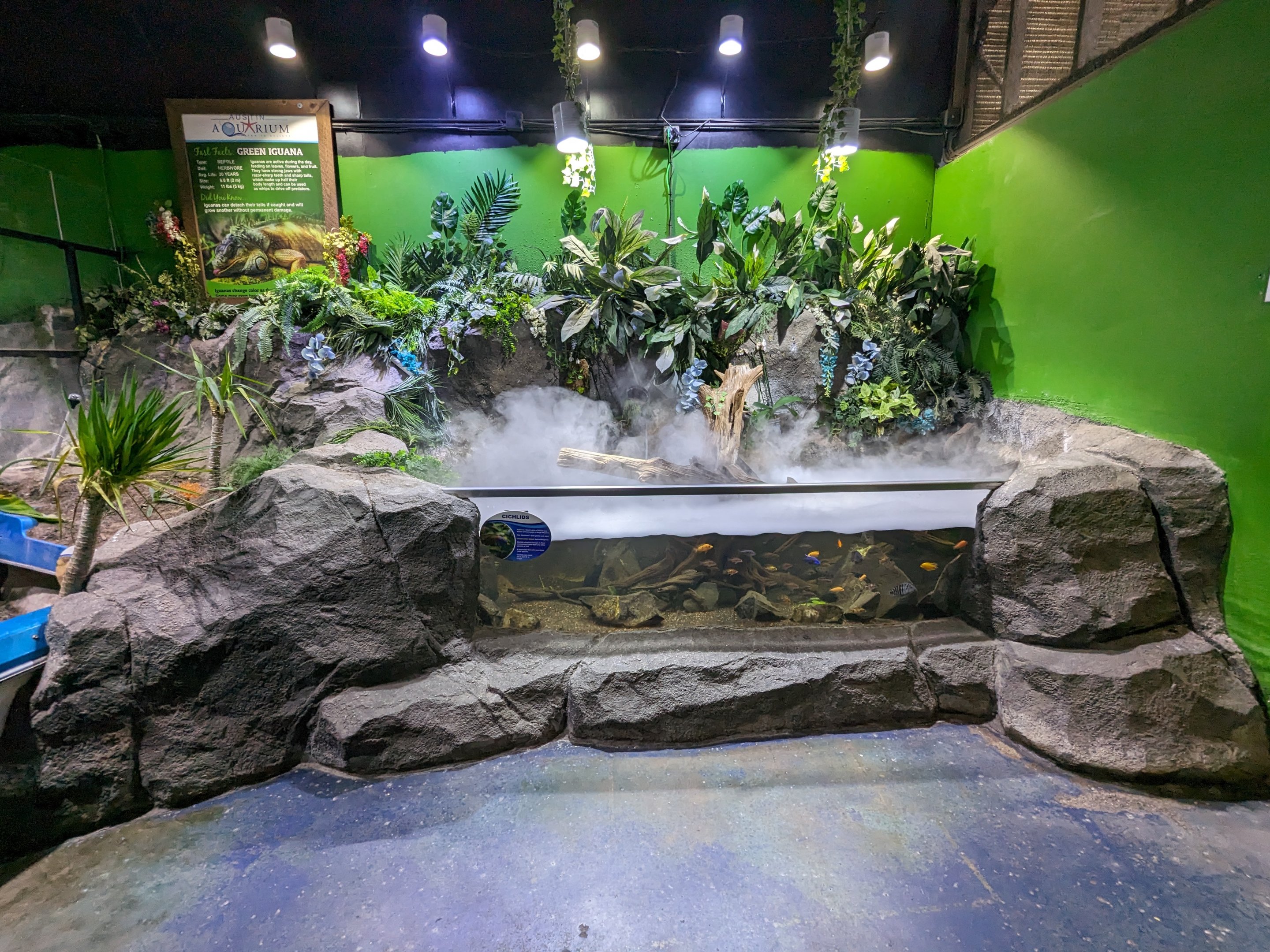 Cichlid tank - the first large tank at the aquarium