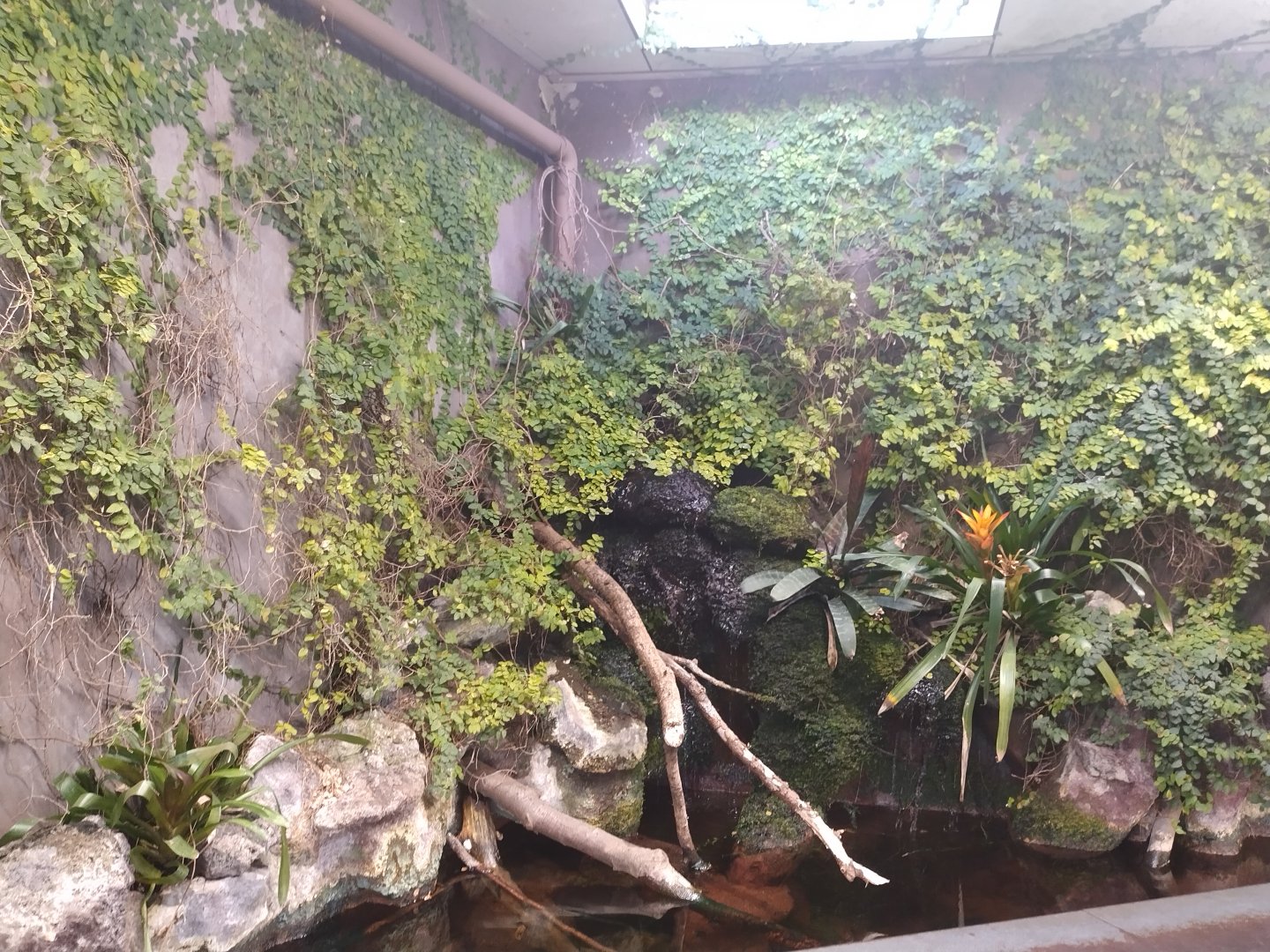 Cichlid tank top part