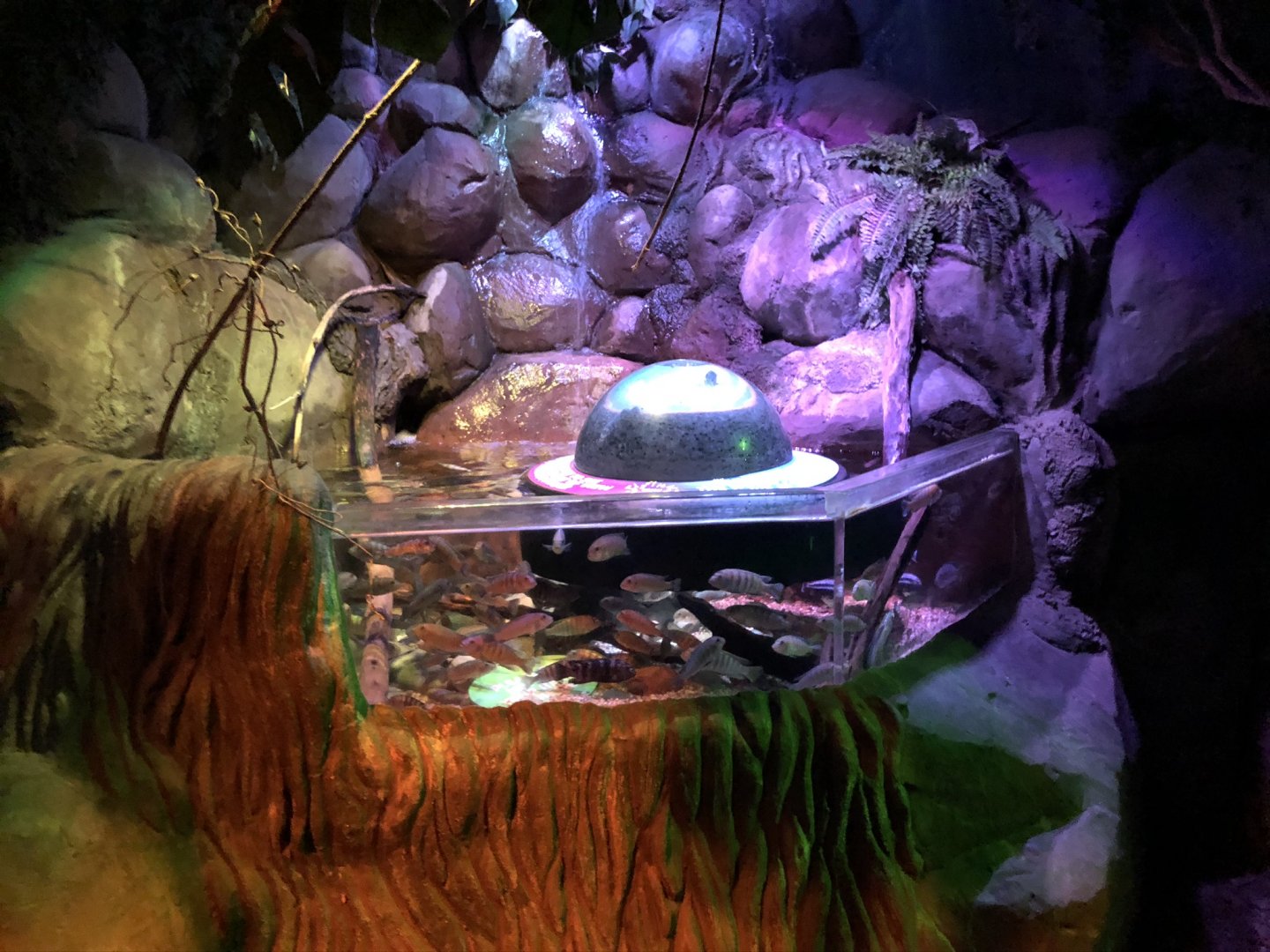 Cichlid Tank with "Fish View" Orb at SEA LIFE Blackpool (2019)