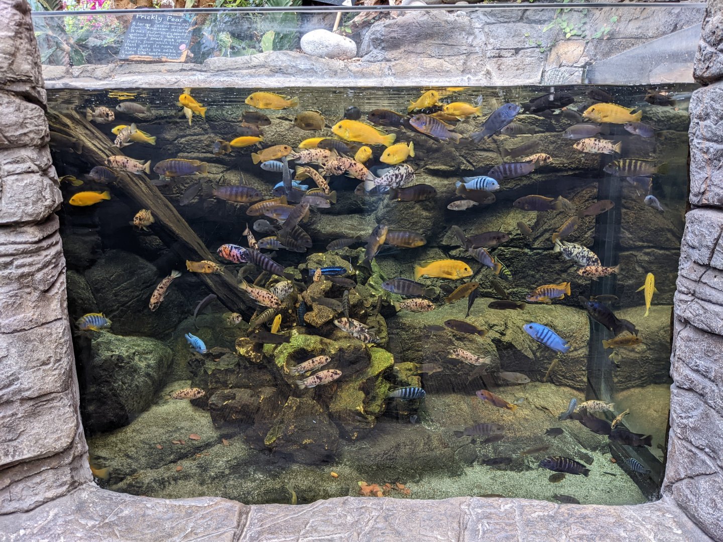 Cichlid Tank