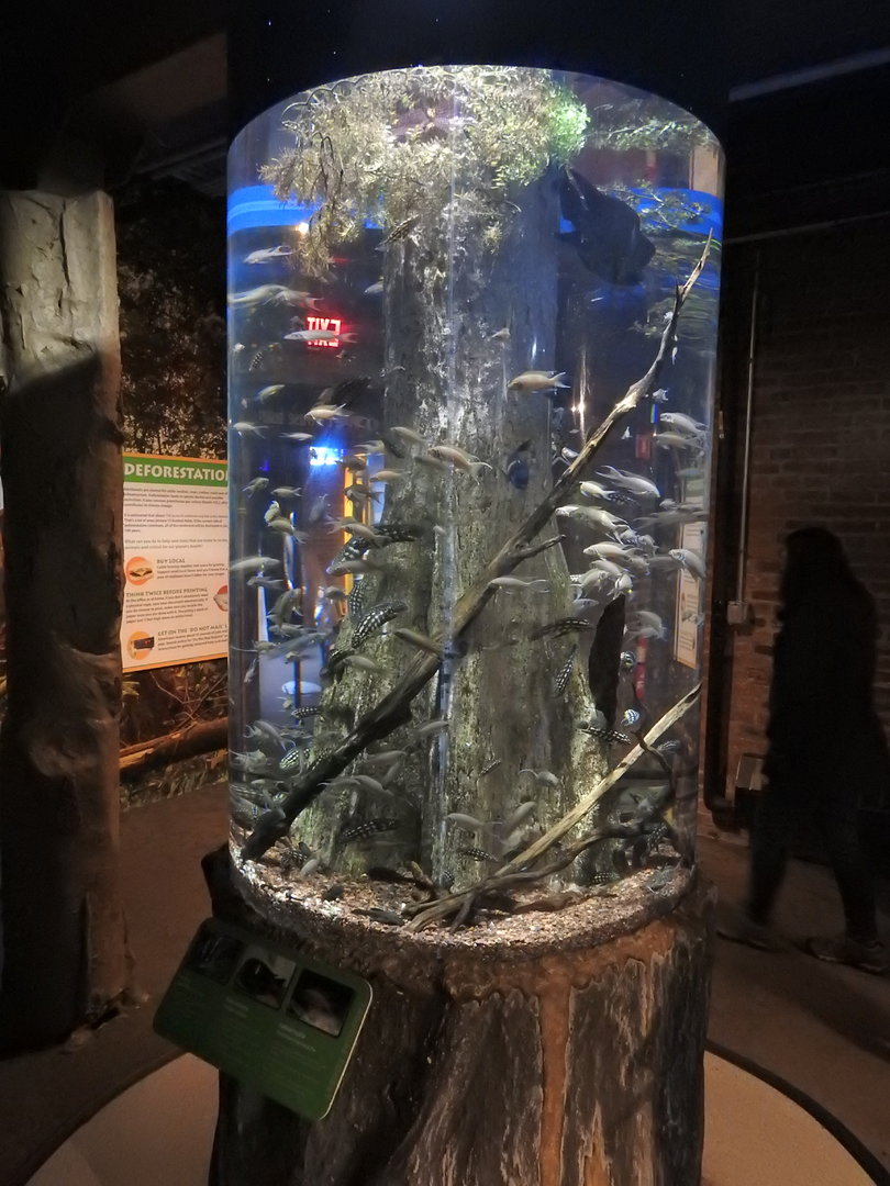 Cichlid Tank
