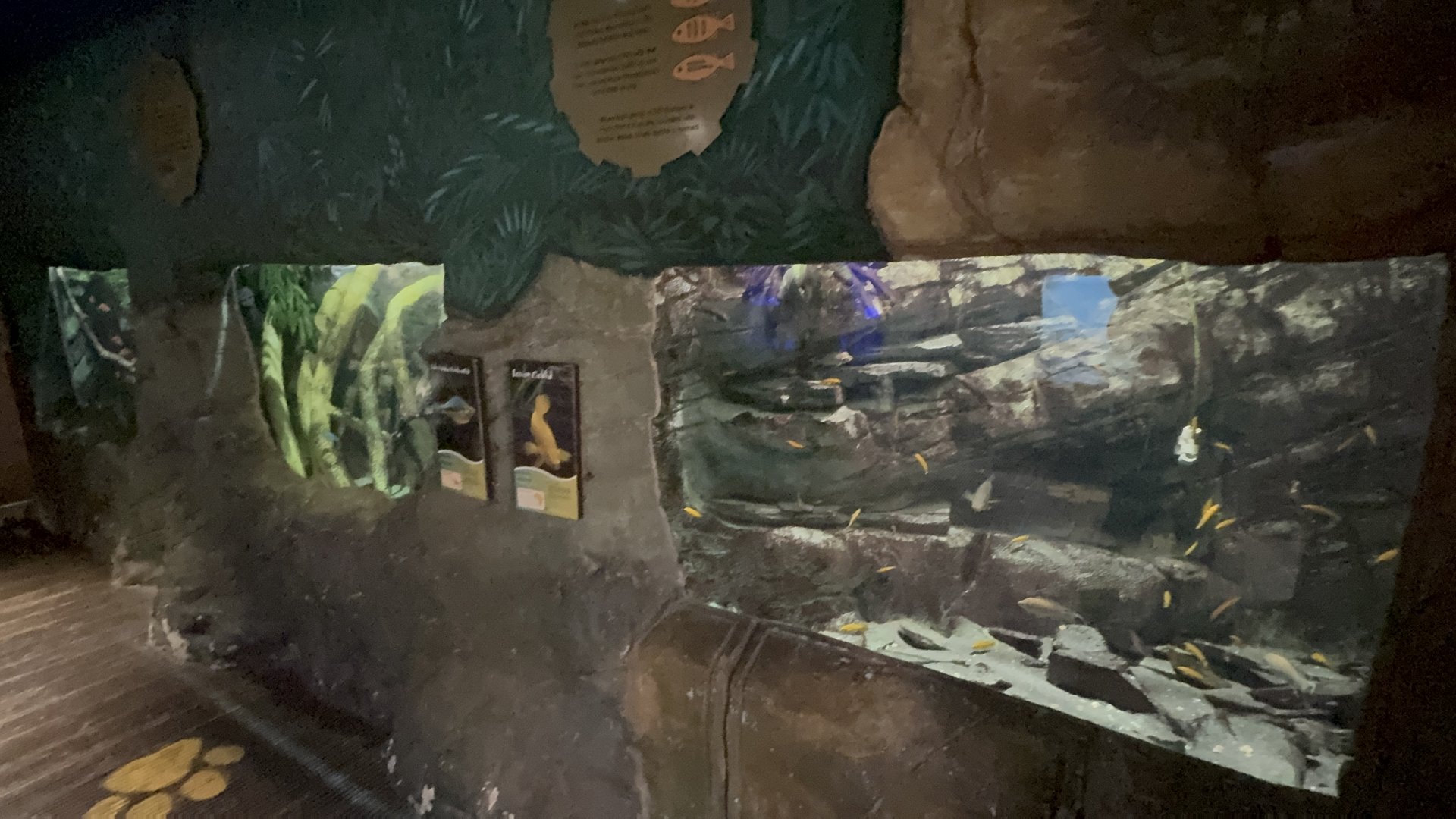Cichlid Tanks at Tropical World (October 2024)