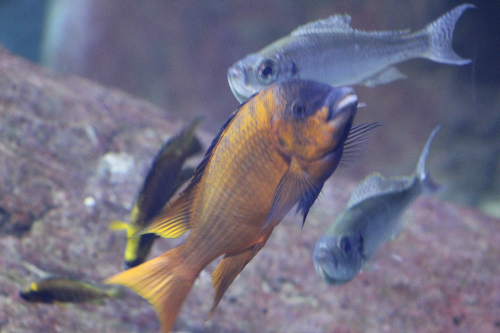 Cichlid taxa - Petrochromis spec. "Red Bulu Point" and Haplotaxodon microlepis