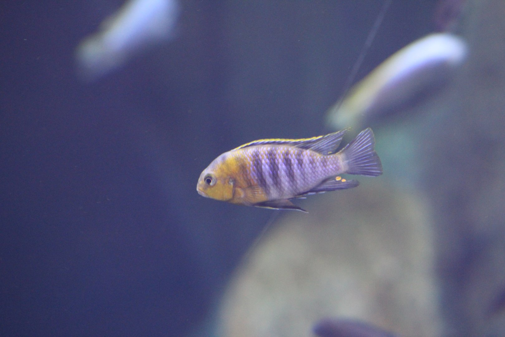 Cichlid (Tropheops macrophthalmus)