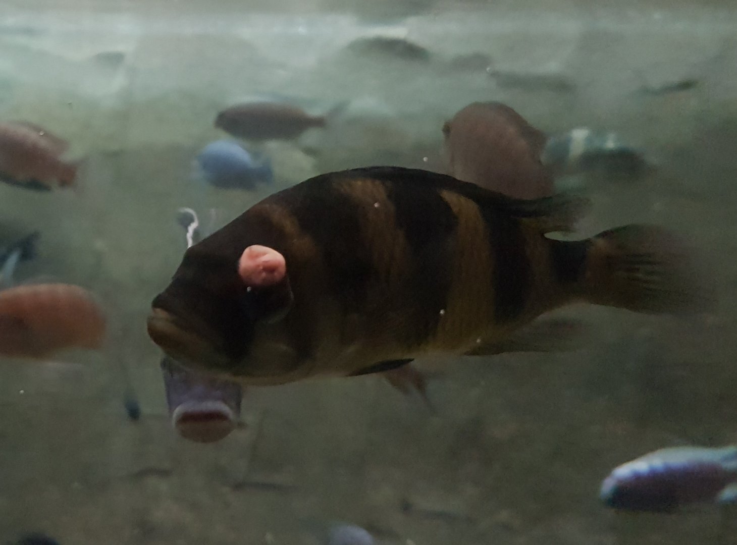 Cichlid with tumor