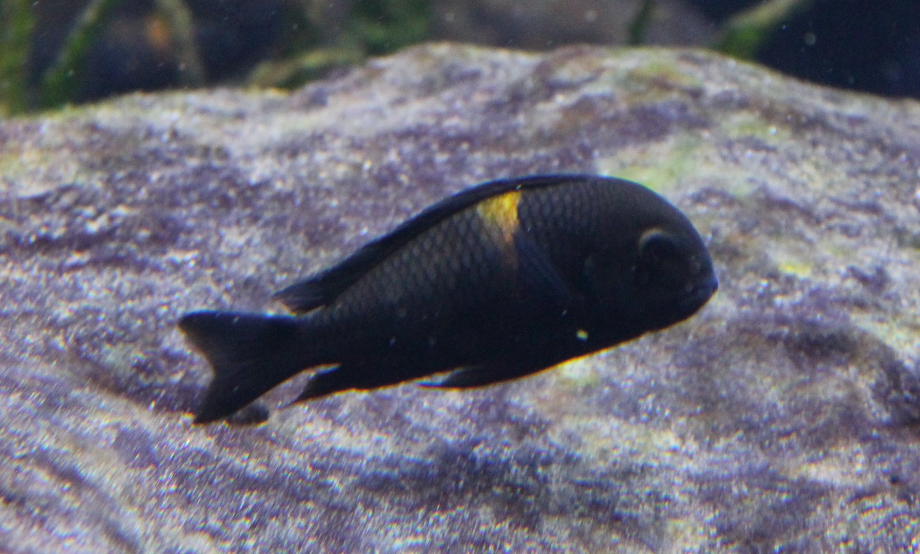 Cichlid