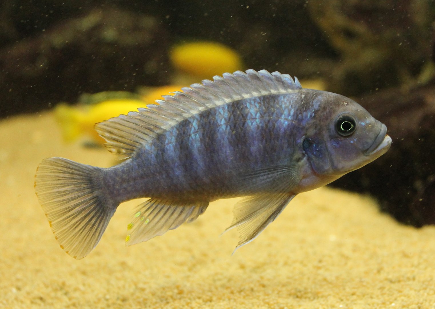 Cichlid