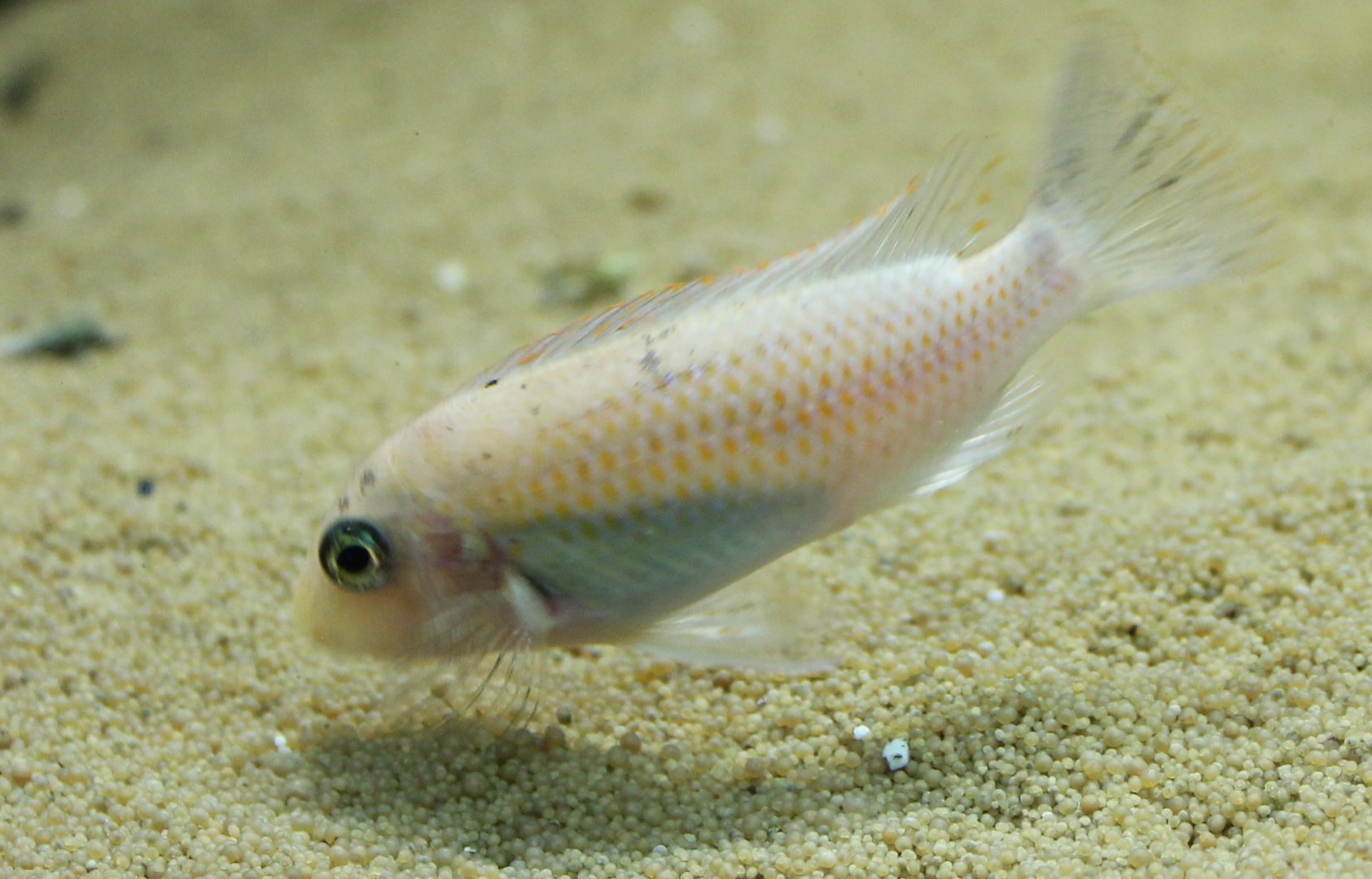 Cichlid