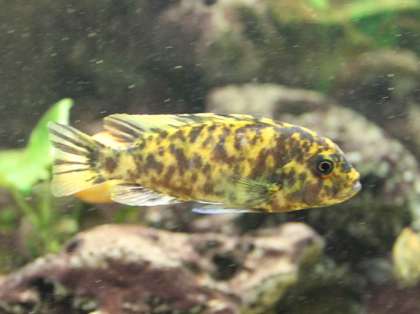 Cichlid