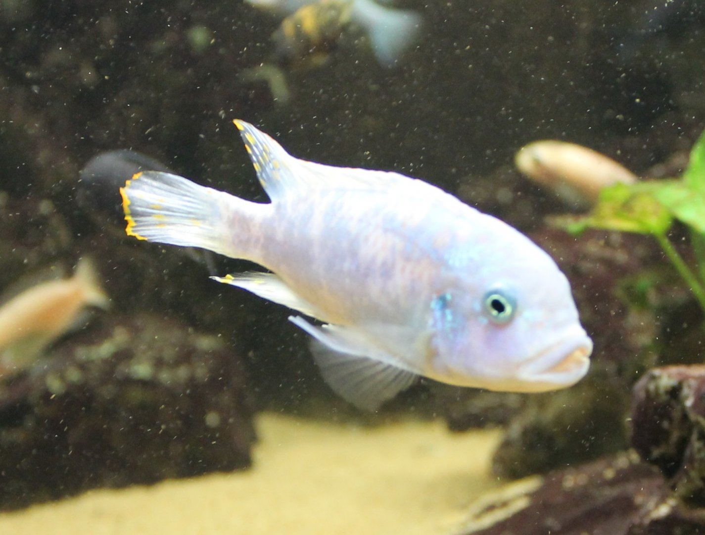 Cichlid