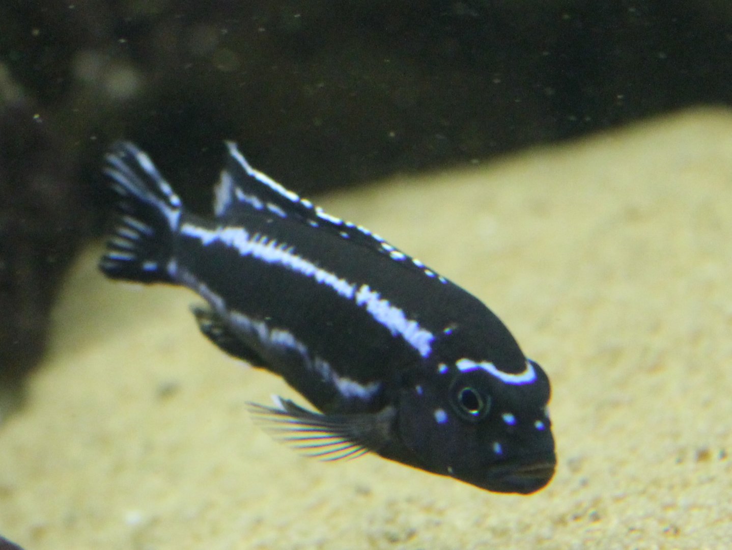 Cichlid