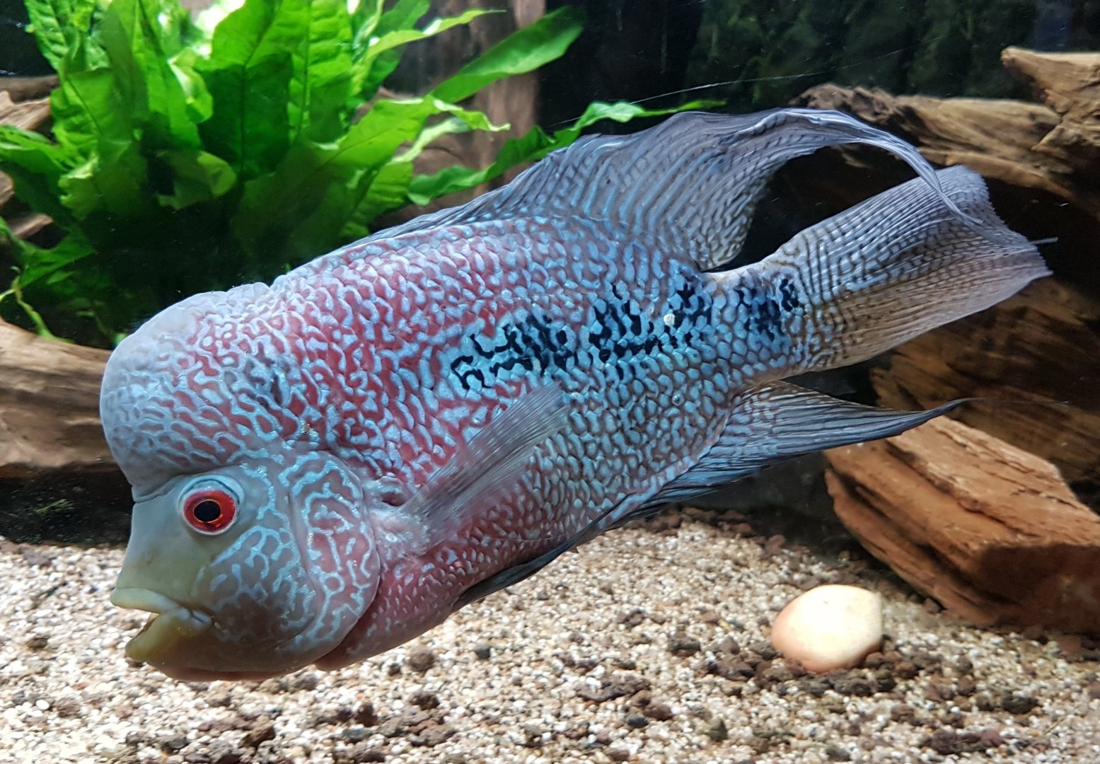 Cichlid