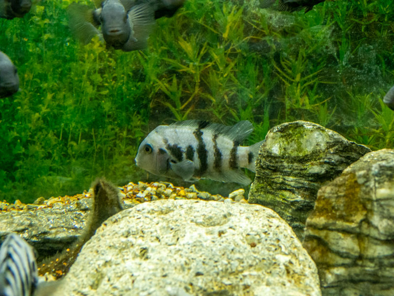 cichlid