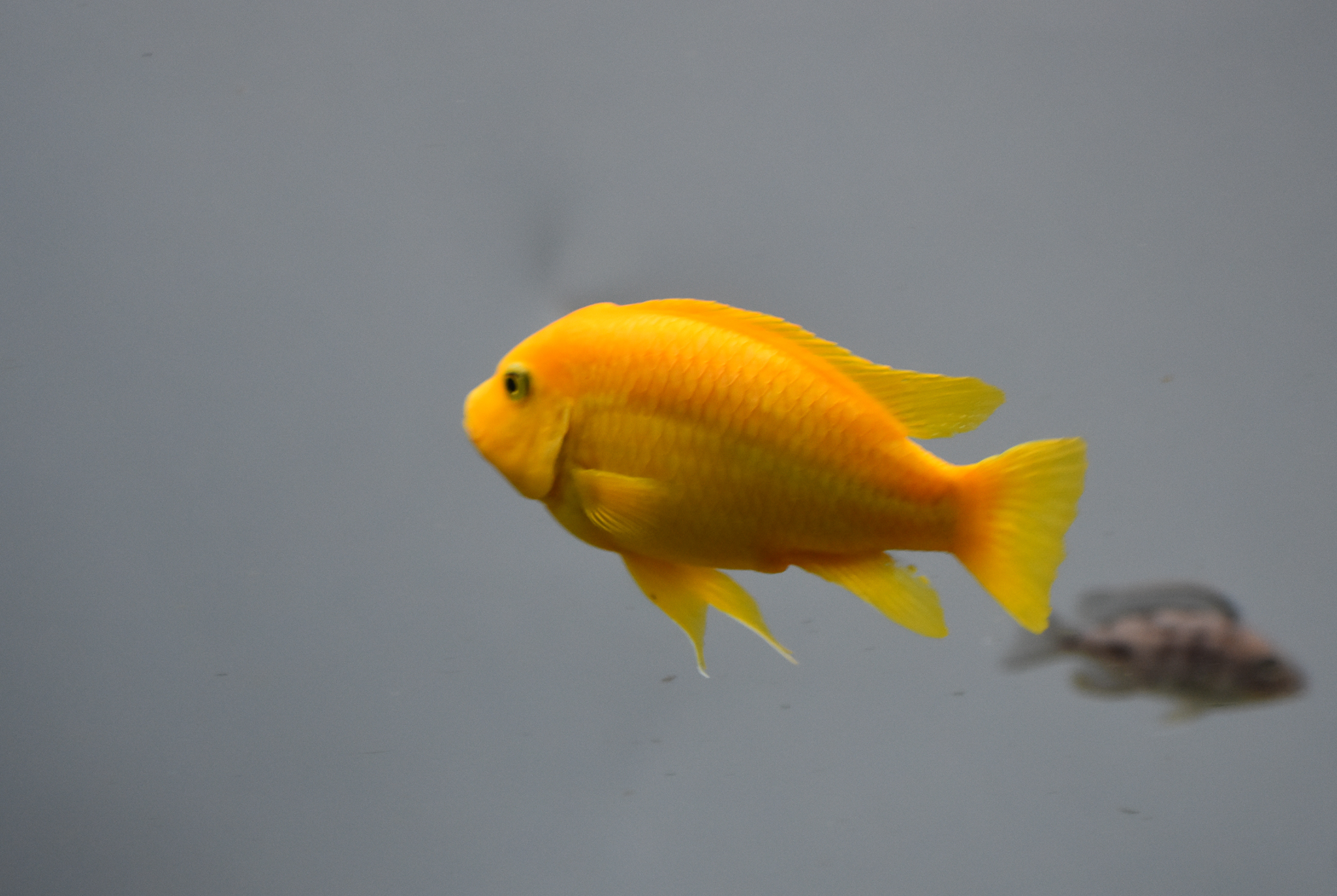 Cichlid