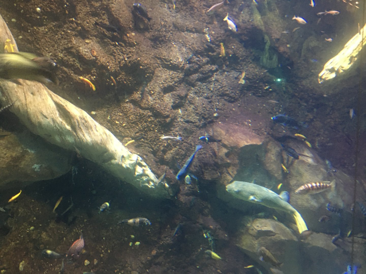 Cichlids and giant puffer