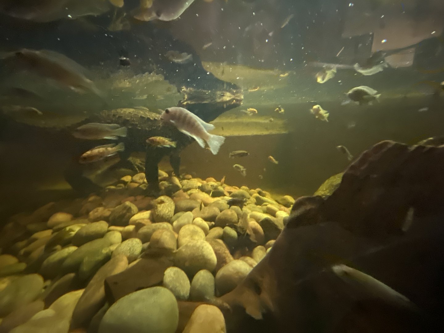 Cichlids and West African dwarf crocodile