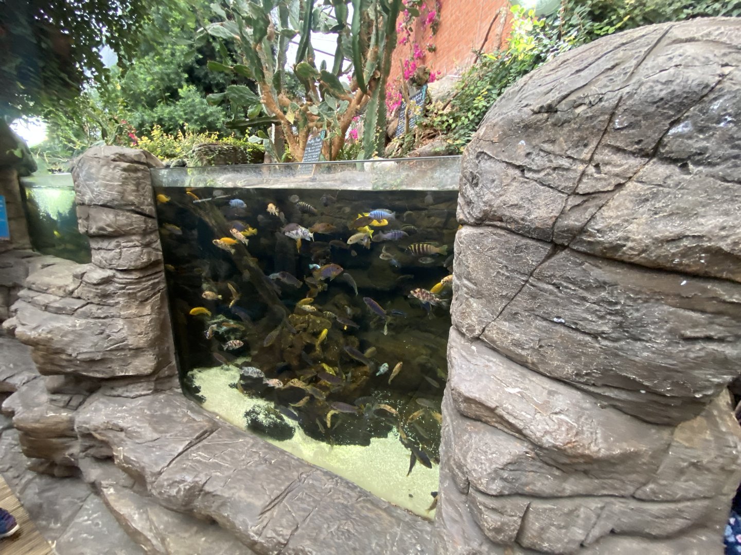 Cichlids Exhibit 110223
