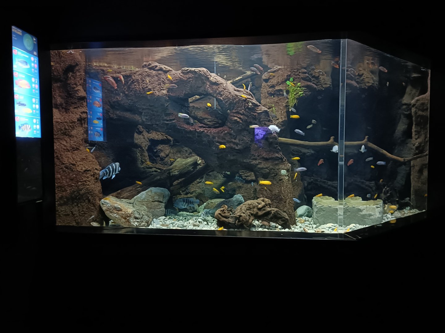 Cichlids exhibit - Bioparc Acuario de Gijón