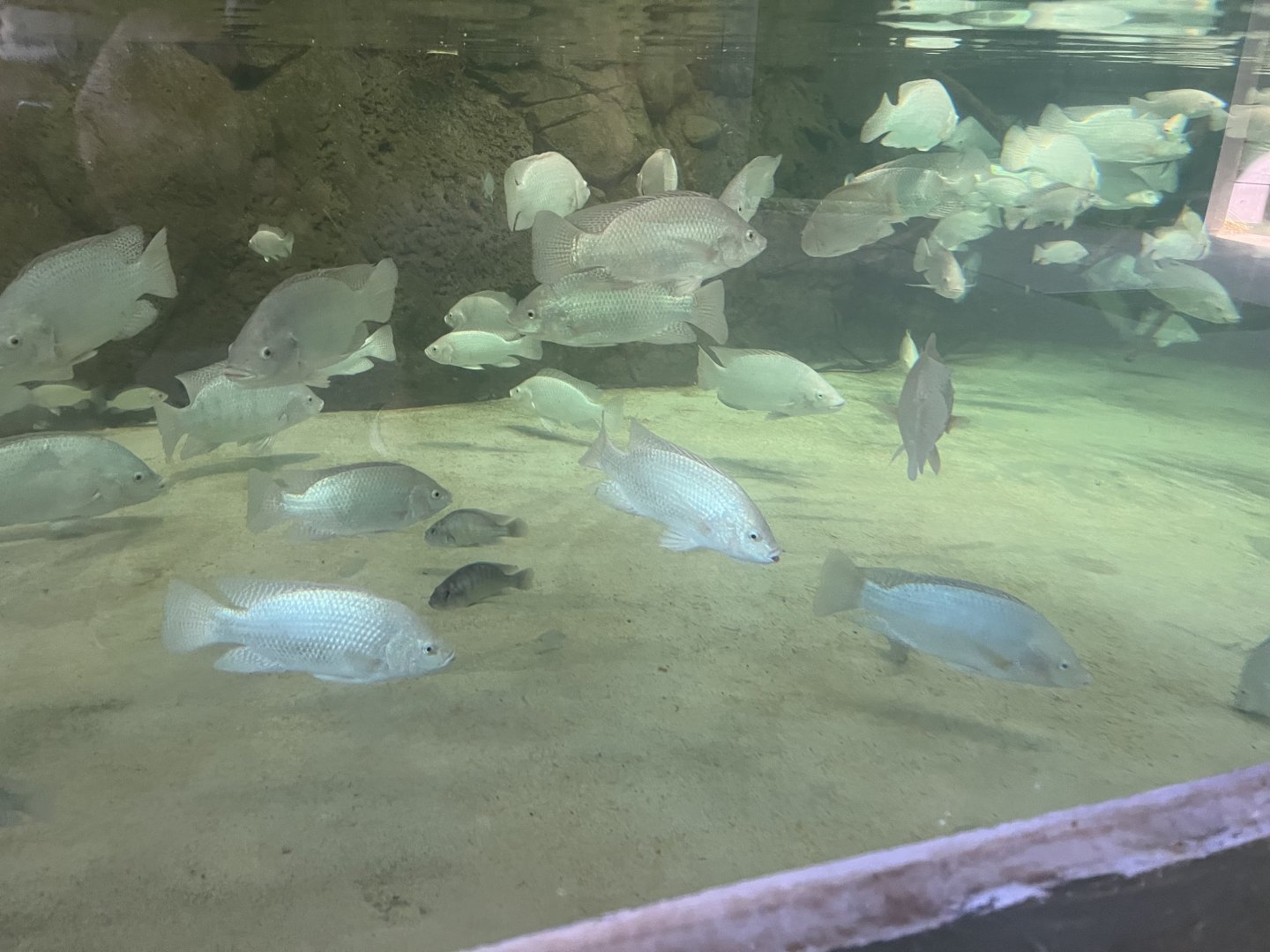 Cichlids in Pygmy Hippo Indoor Pool