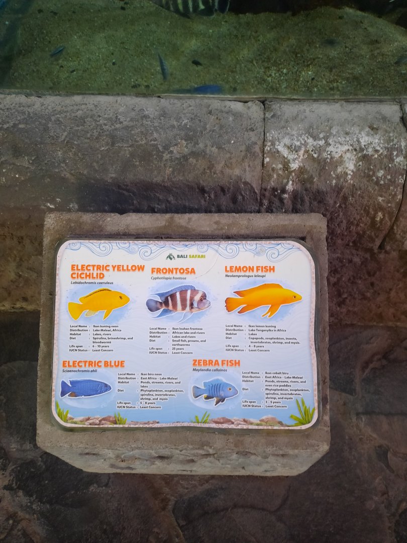 cichlids singnage