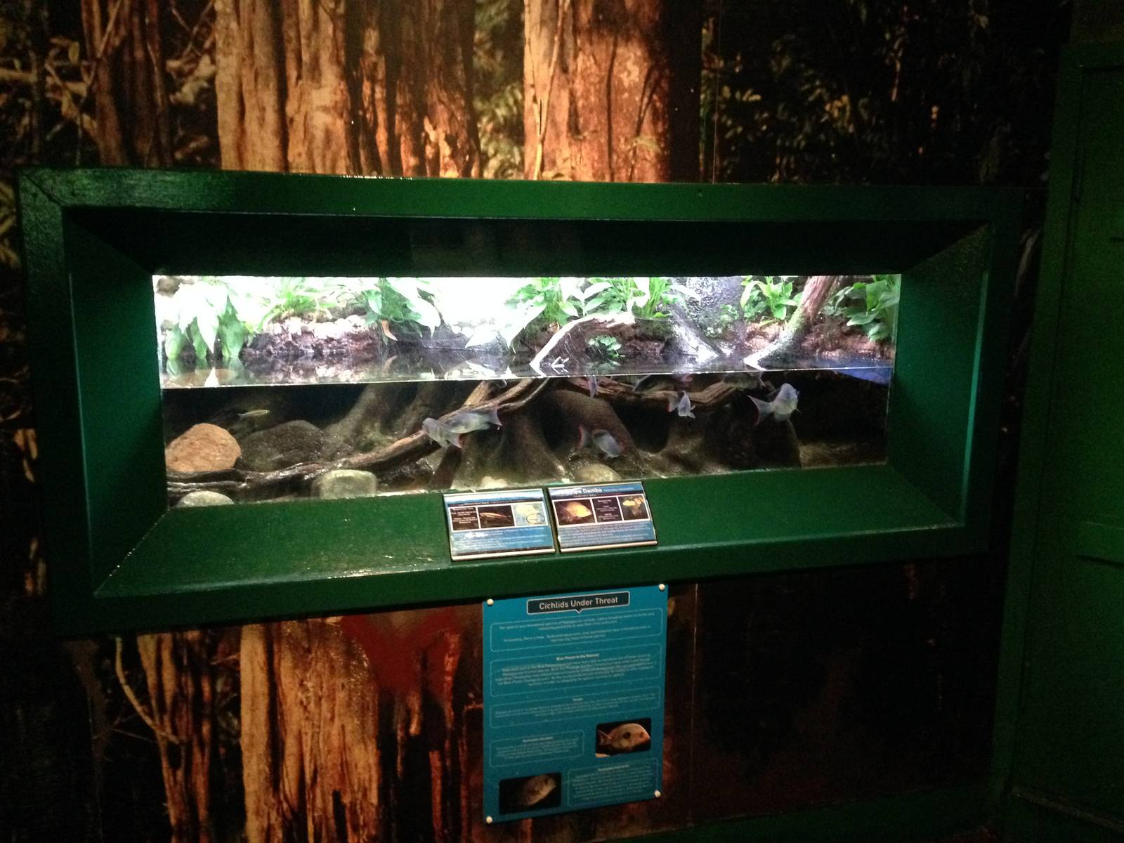 Cichlids Under Threat Exhibit at Blue Planet Aquarium - 05/10/2013