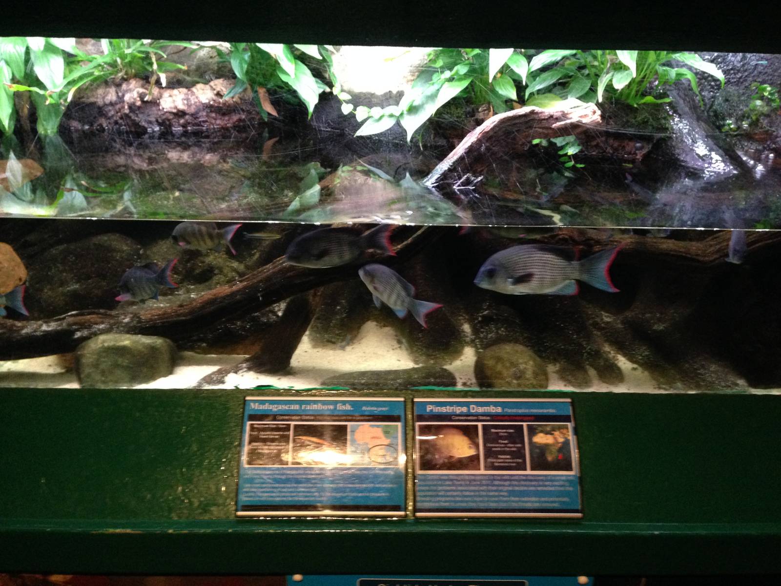 Cichlids Under Threat Exhibit at Blue Planet Aquarium - 05/10/2013