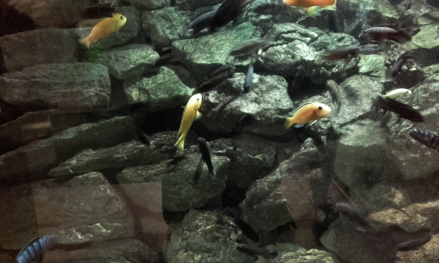 Cichlids