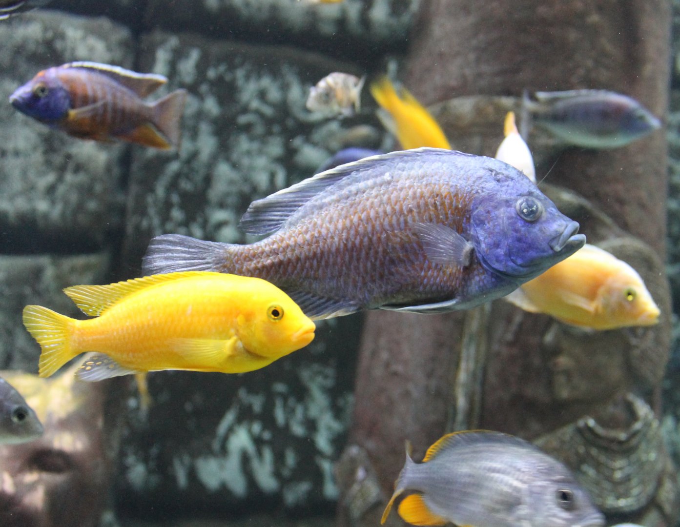 Cichlids