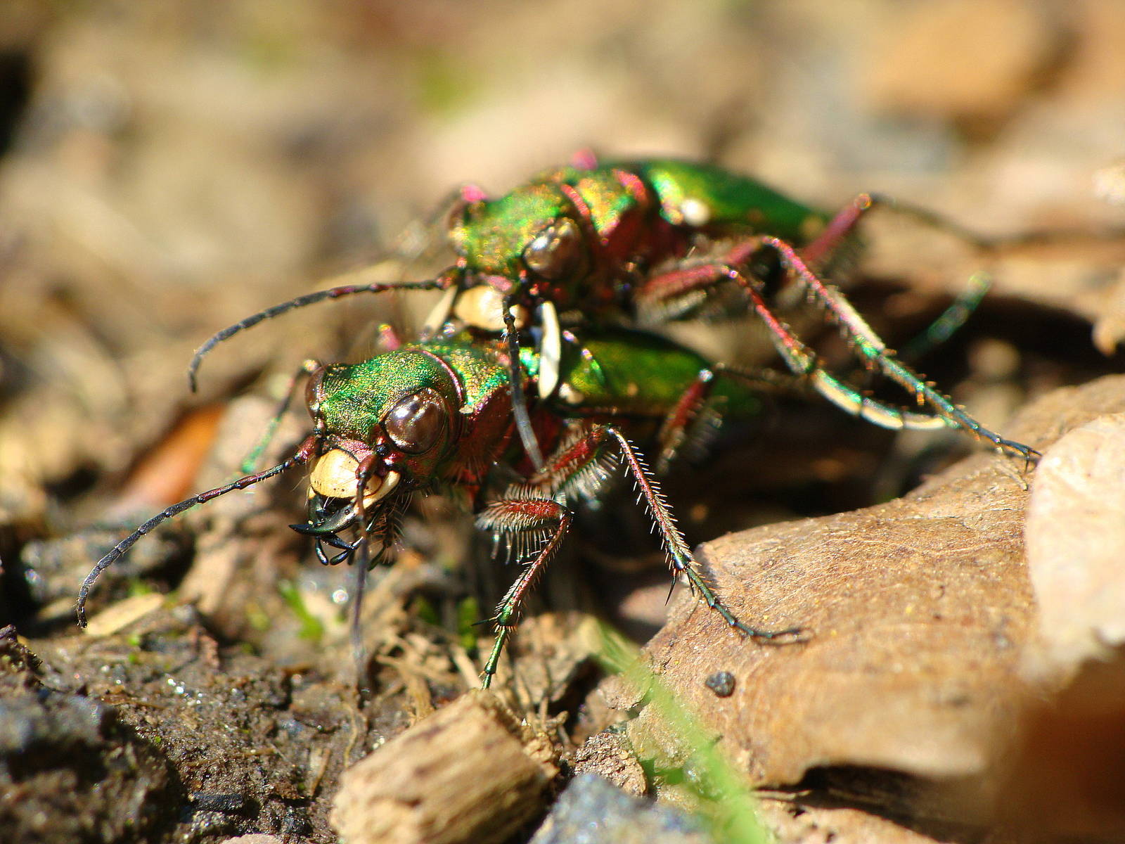 Cicindela campestris - 05.05.2013 wald in Nidderau
