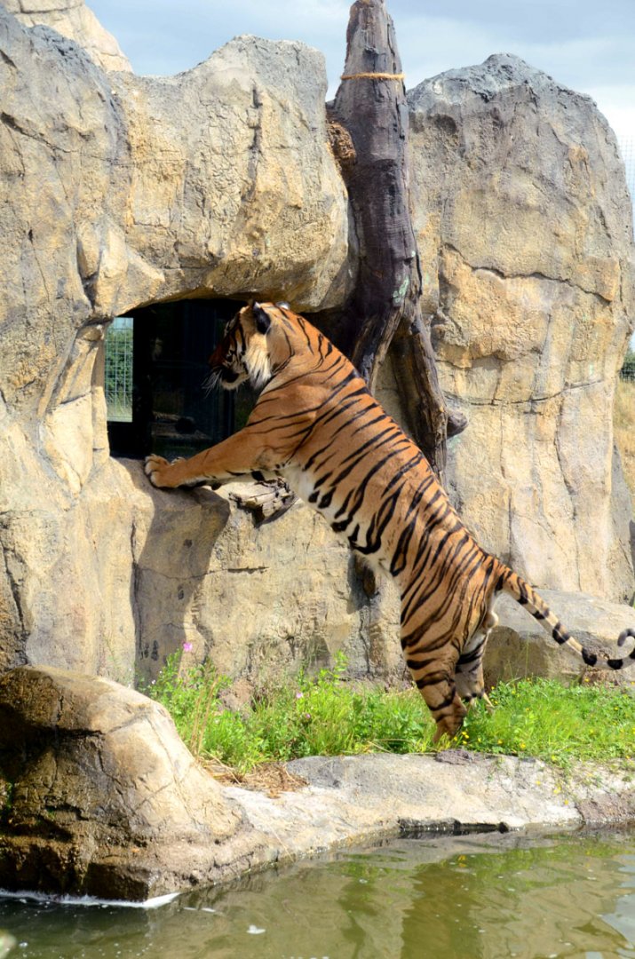 Cicip checking the windows again