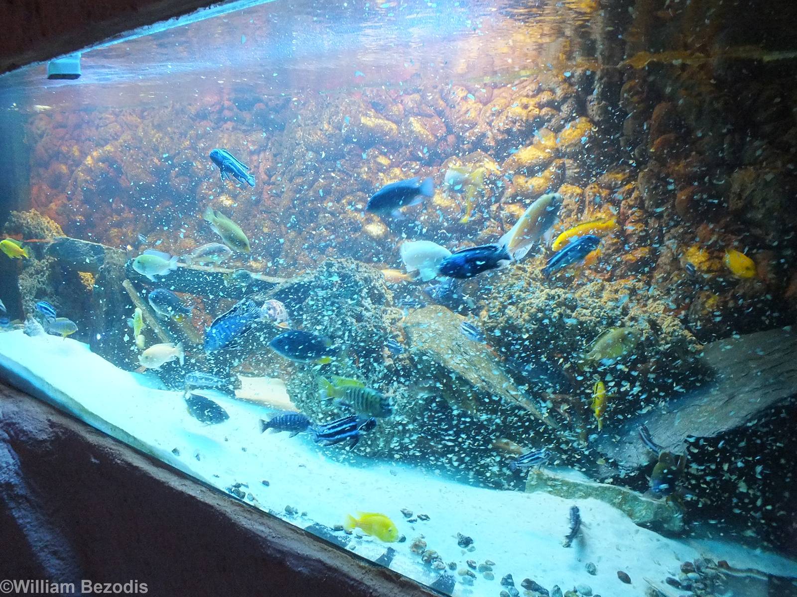 Ciclid Tank being Fed - Freshwater Section