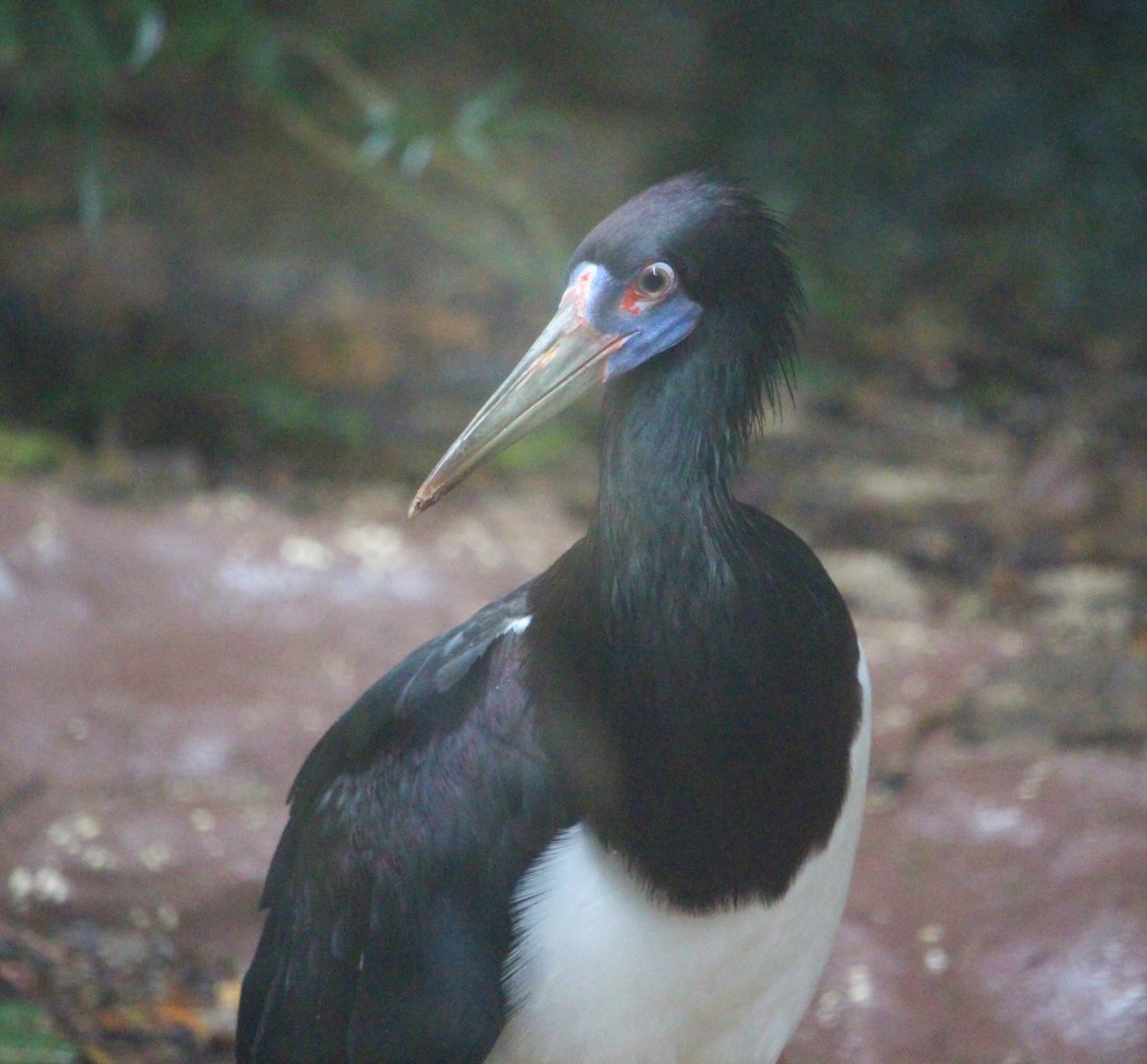 Ciconia abdimii / Abdim's Stork