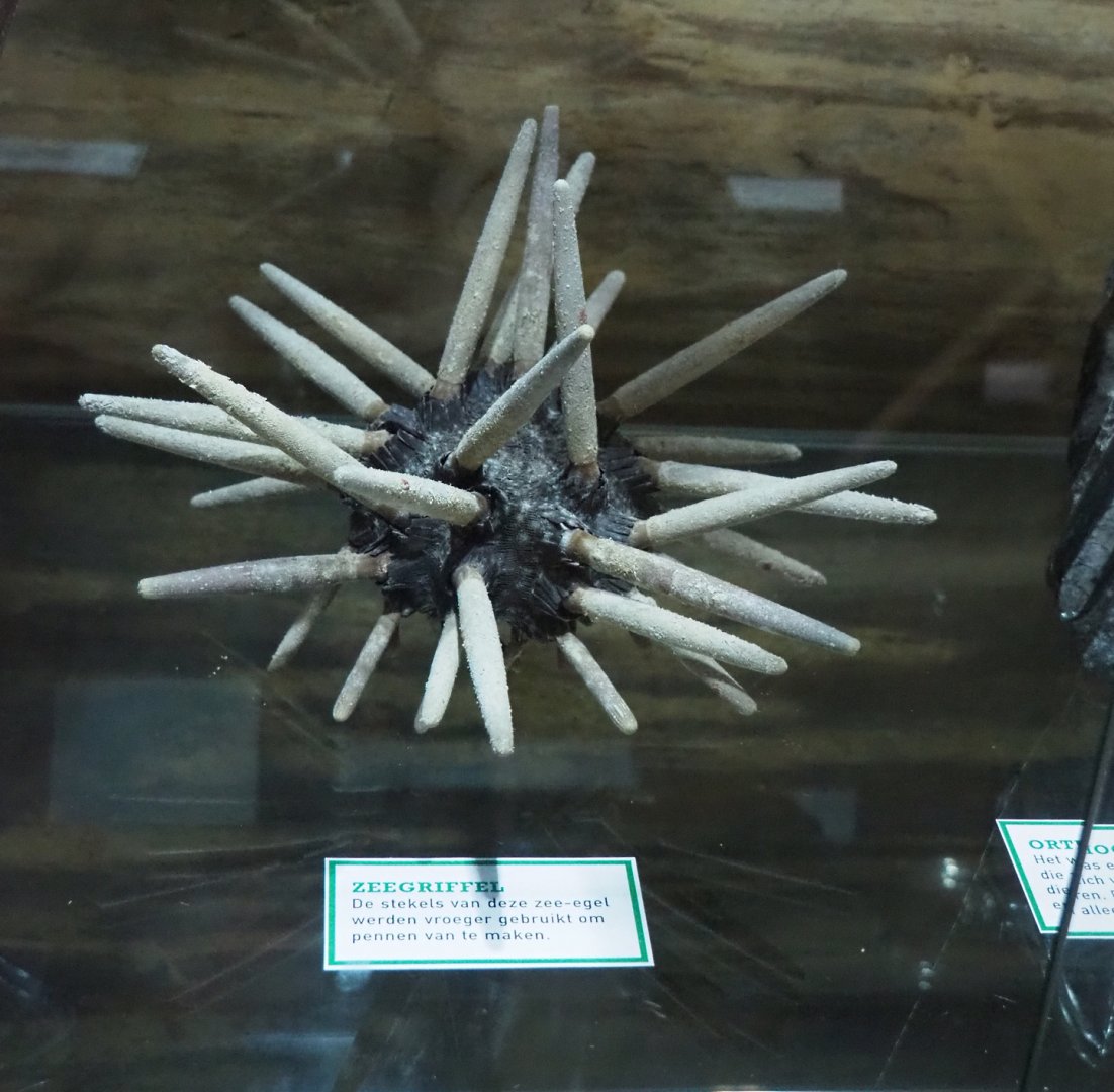 Cidaridae family sea urching specimen, 2022-05-17