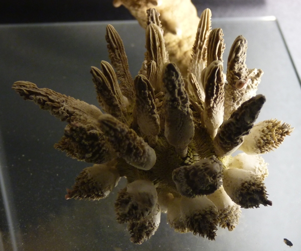 Cidaroid? urchin with weird spines, ID???