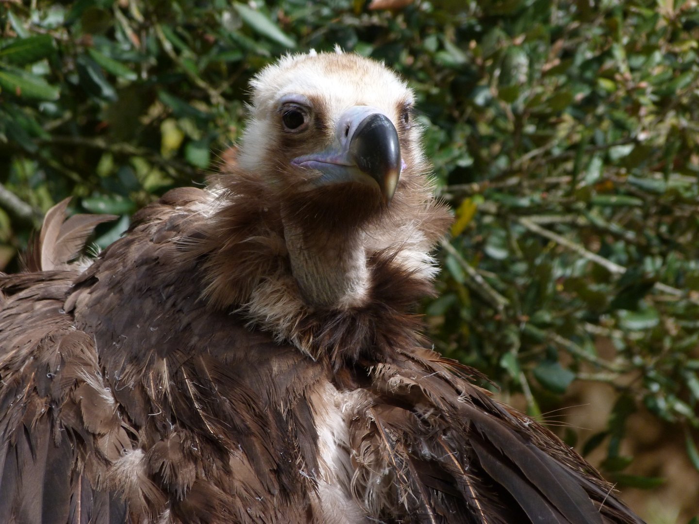 Cienerous vulture -Bioparc de Doué la Fontaine (2025)
