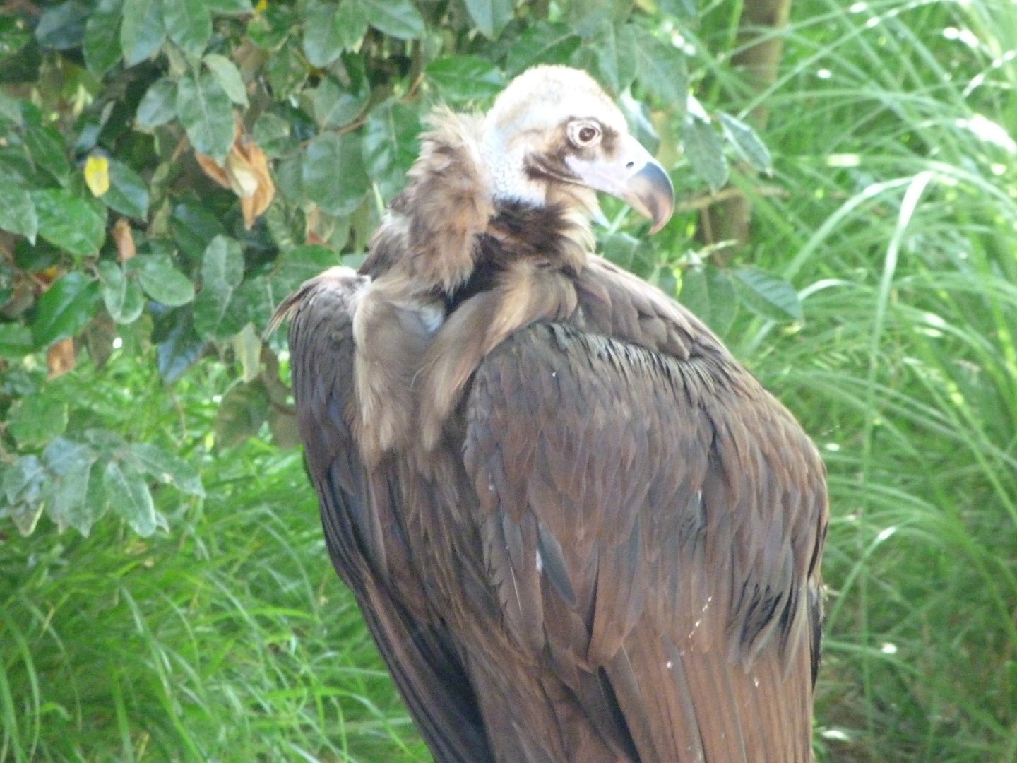 Cienerous vulture -Parque de la Naturaleza de Cabárceno (2025)