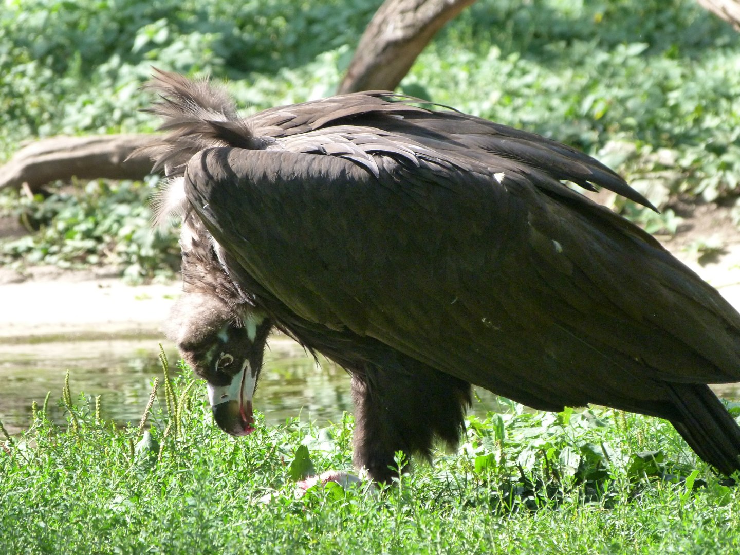 Cienerous vulture -Zoo Praha (2025)
