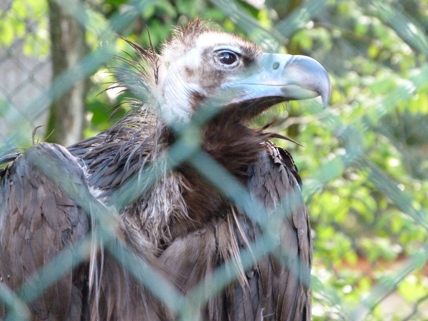 Cienerous vulture -ZooParc de Beauval (2025)