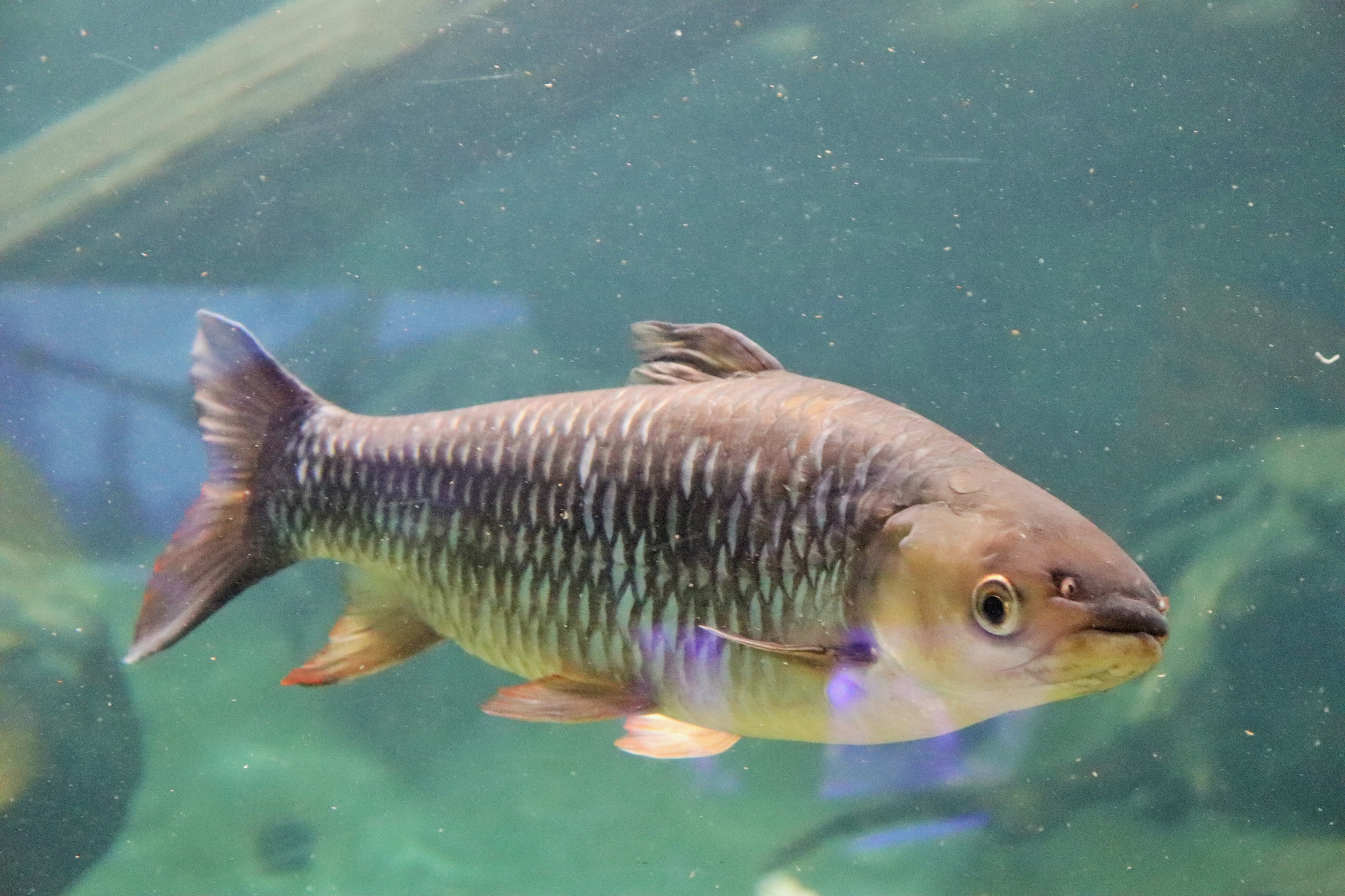 Cigar Shark (Leptobarbus rubripinna)