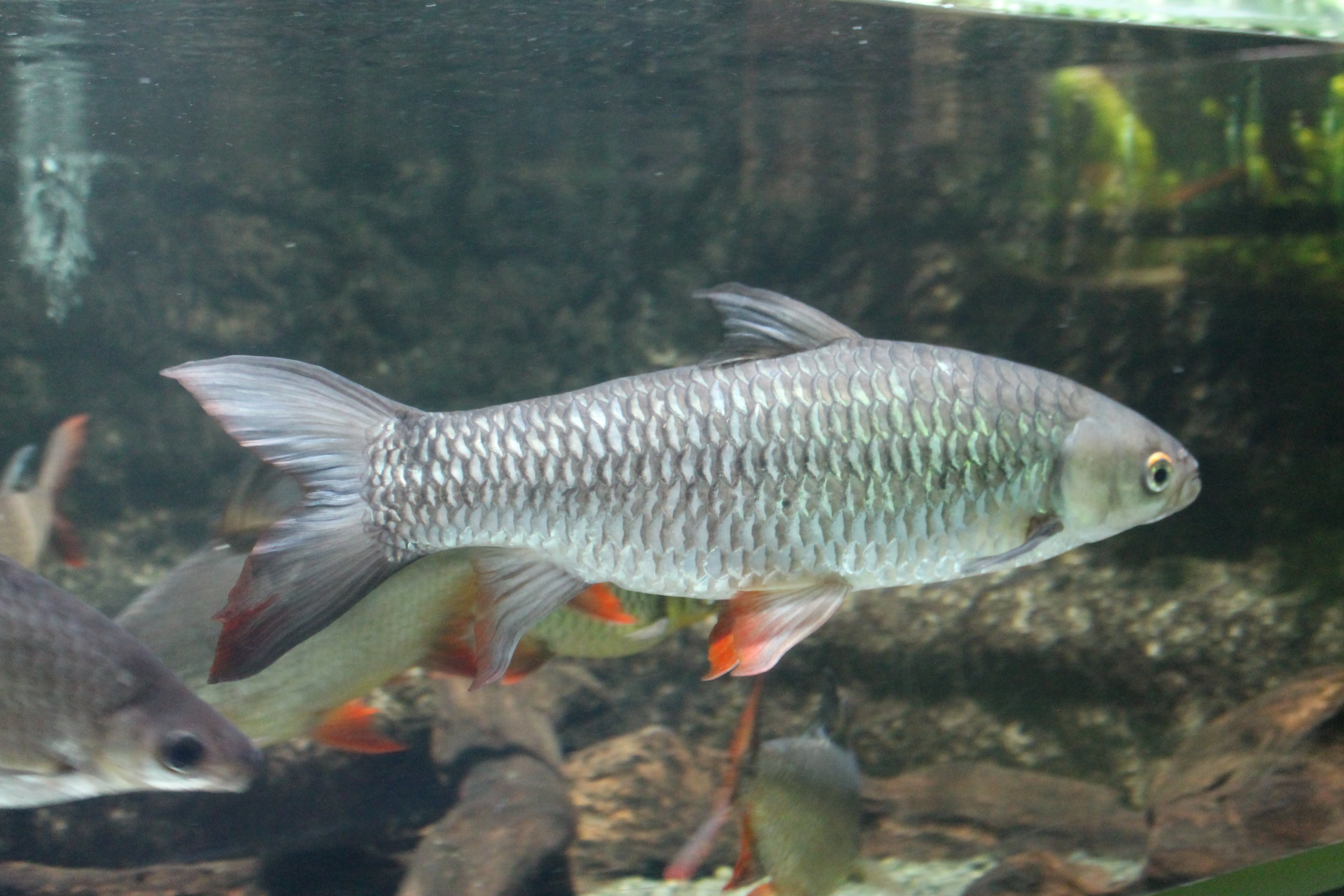 Cigar Shark (Leptobarbus rubripinna)