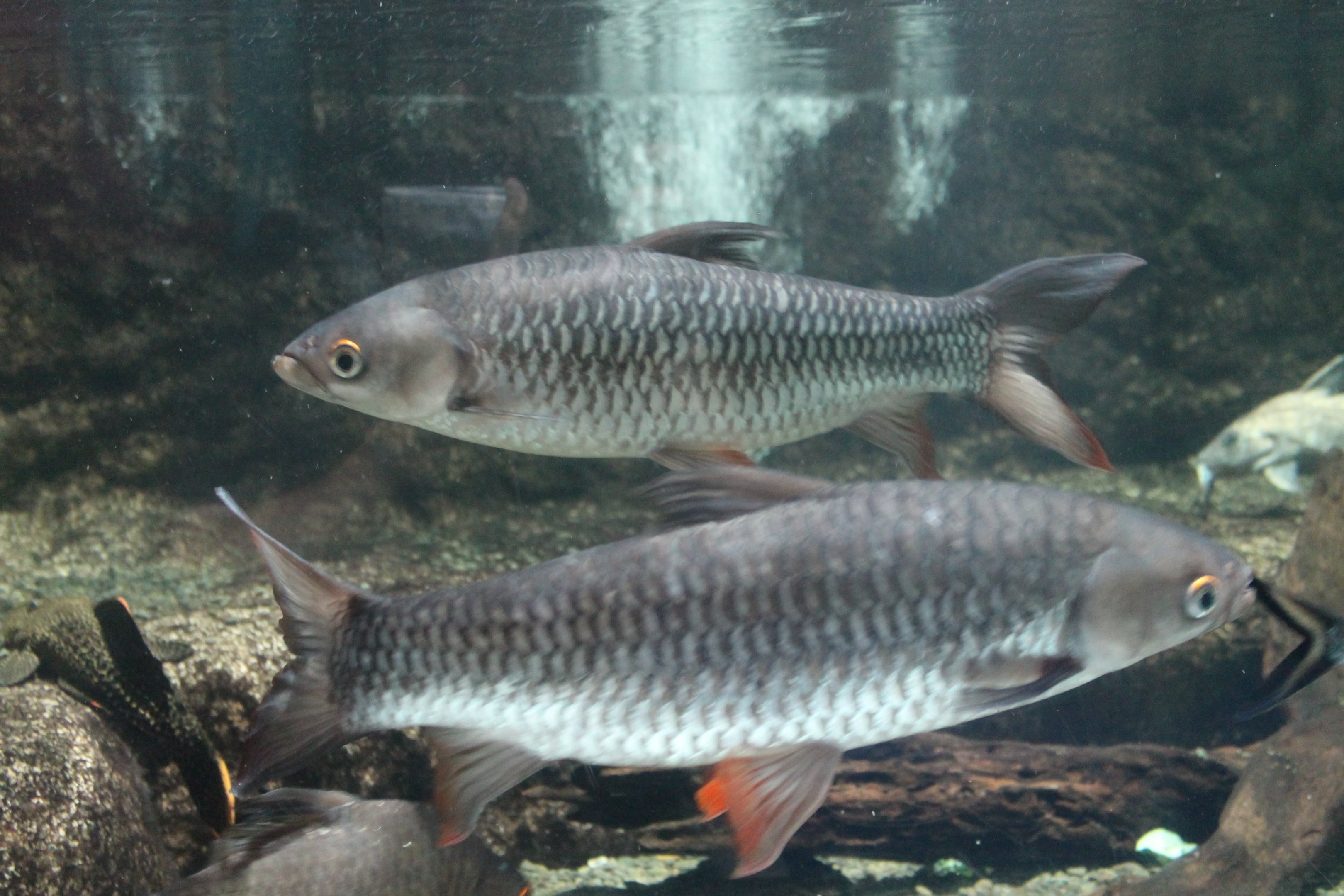 Cigar Sharks (Leptobarbus rubripinna)