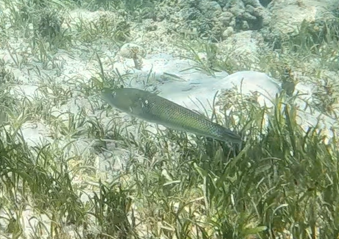 Cigar Wrasse (Cheilio inermis)